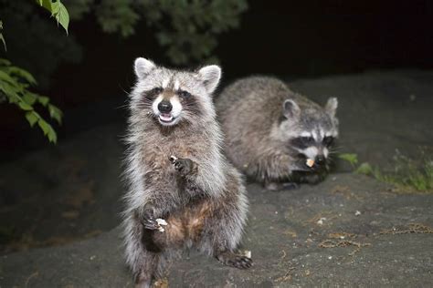 What repels raccoons. Things To Know About What repels raccoons. 
